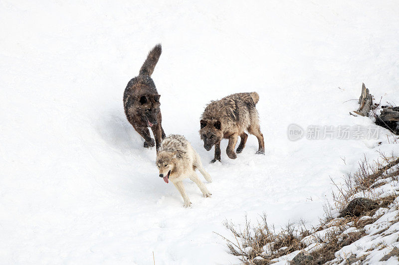 黄石公园的狼群在玩耍/打架